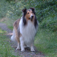 AmericanCollie